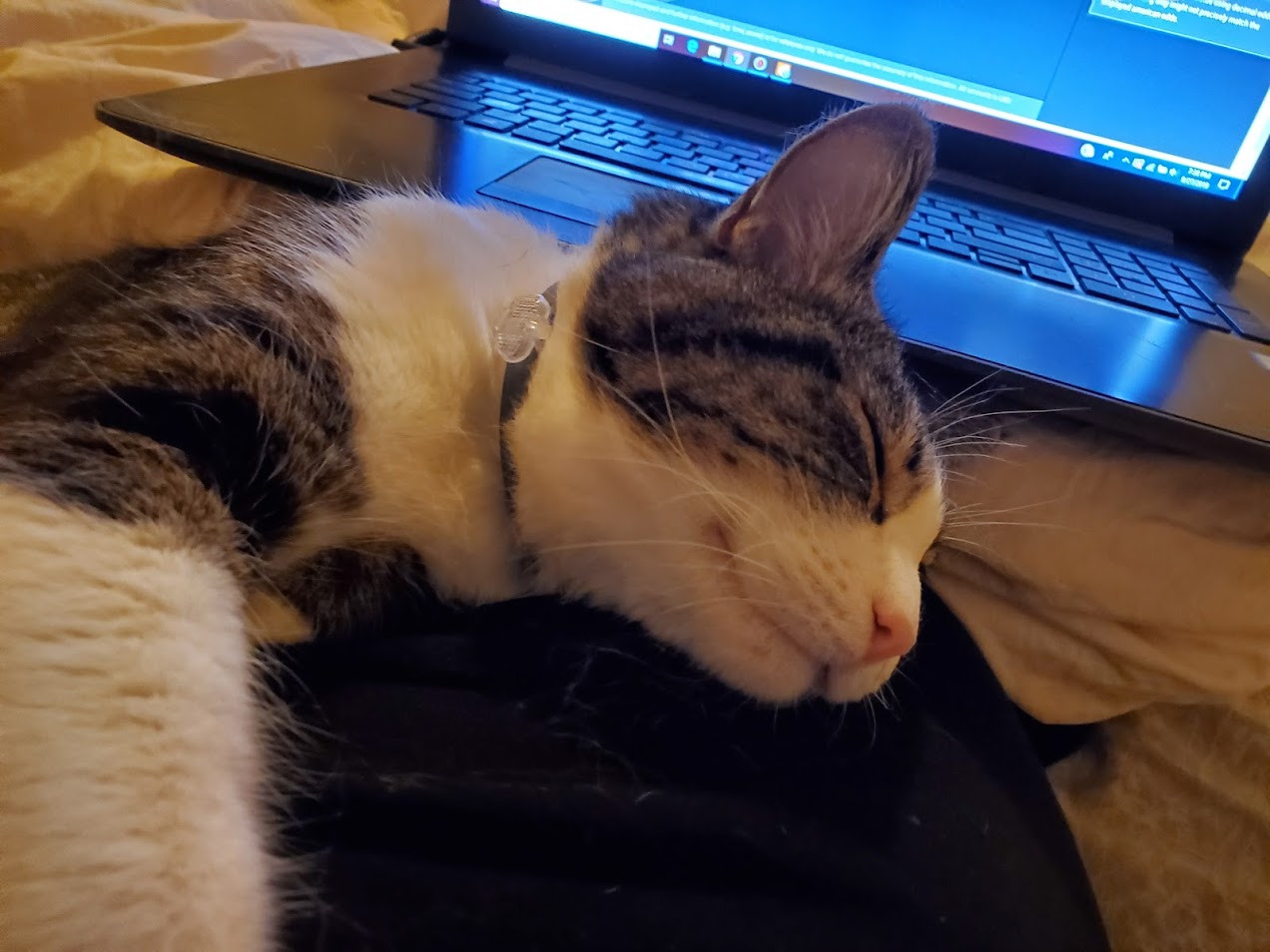 Chip being photogenic