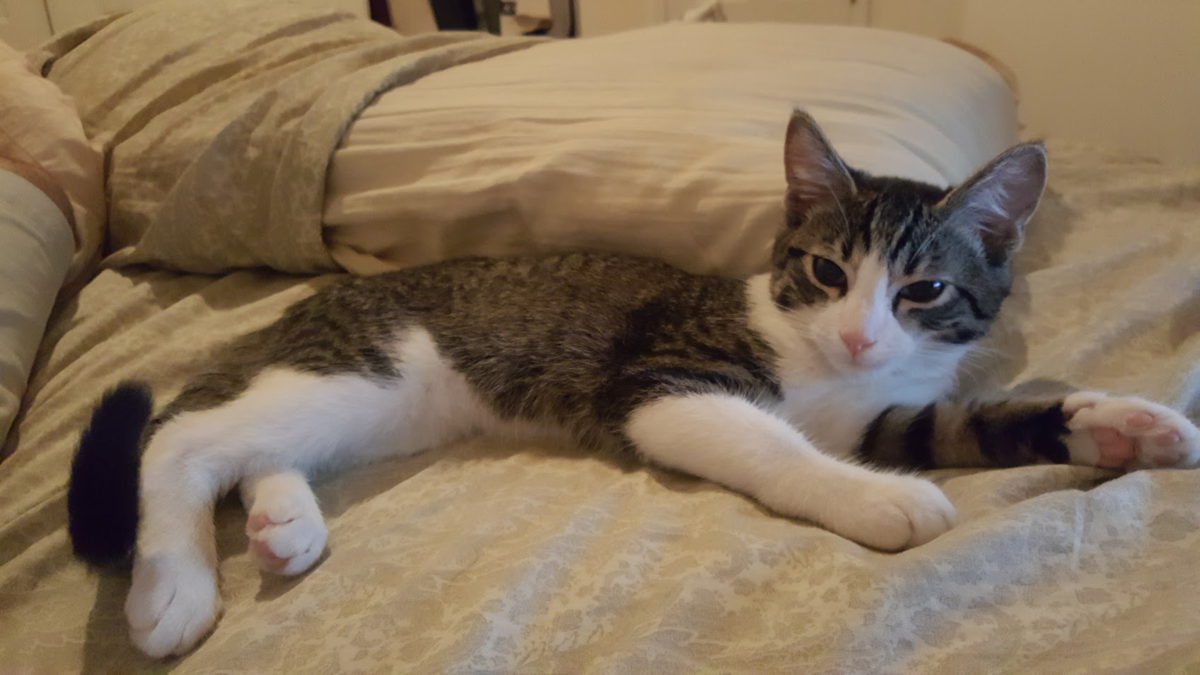 Chip showing affection