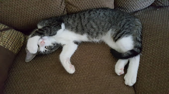 Chip in his natural habitat