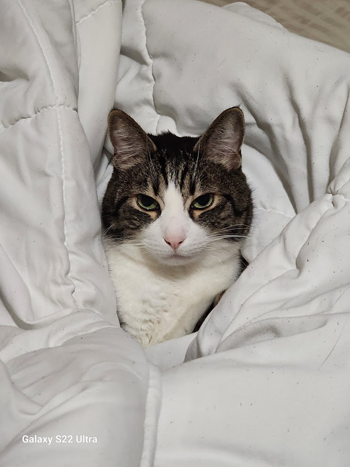 Chip looking majestic